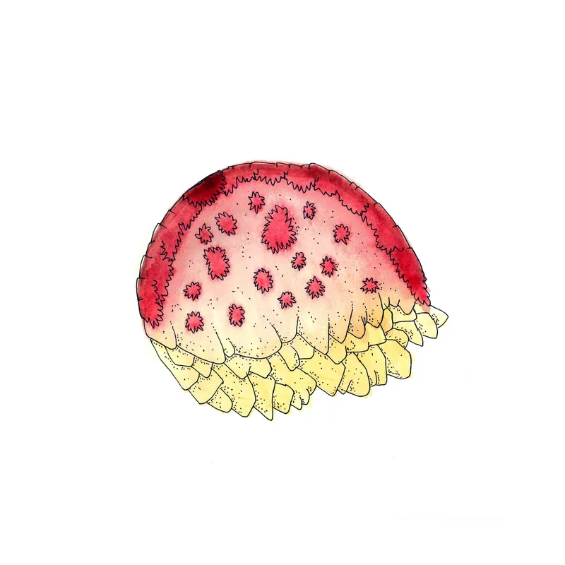 WATERCOLORS_1 — plate 01