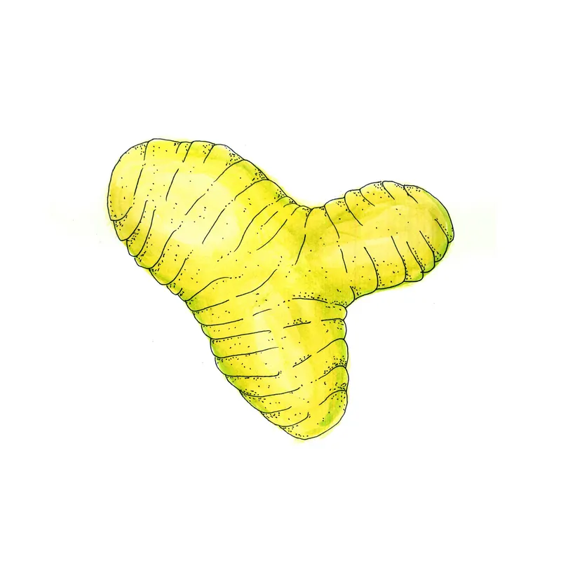 WATERCOLORS_1 — plate 11