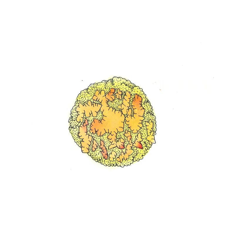 WATERCOLORS_1 — plate 12
