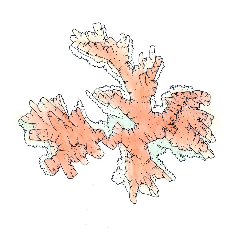 WATERCOLORS_1 — plate 19