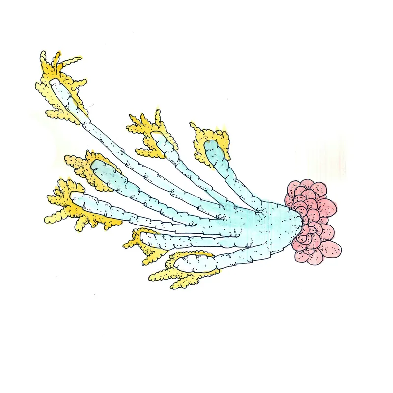 WATERCOLORS_1 — plate 20