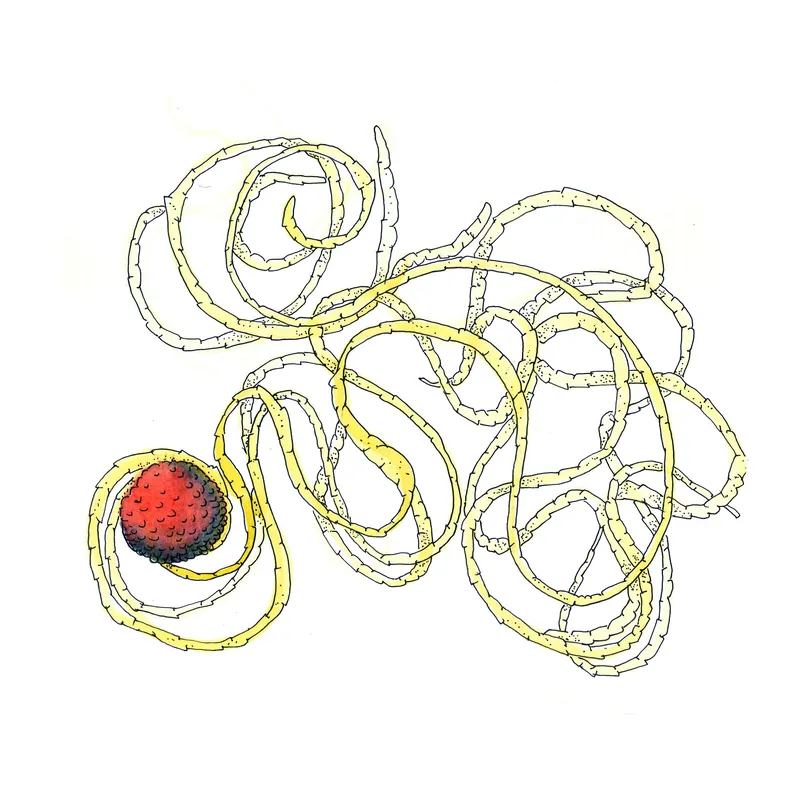 WATERCOLORS_1 — plate 25