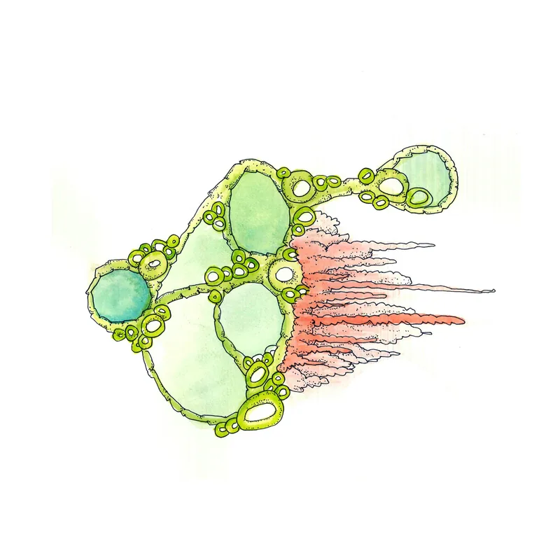 WATERCOLORS_1 — plate 27