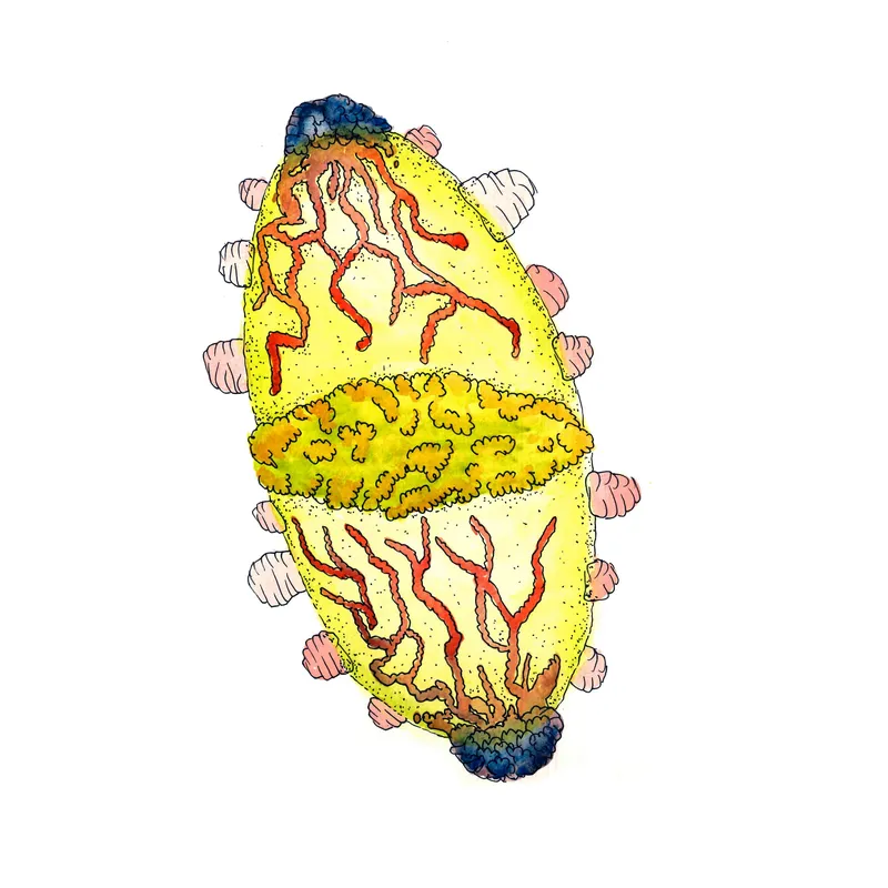 WATERCOLORS_1 — plate 28