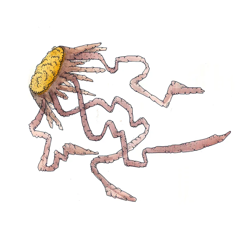 WATERCOLORS_1 — plate 29