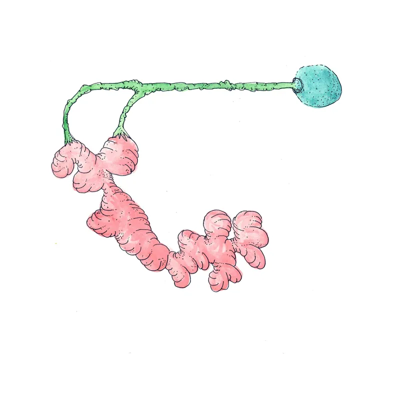 WATERCOLORS_1 — plate 36