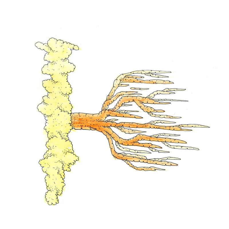 WATERCOLORS_1 — plate 37