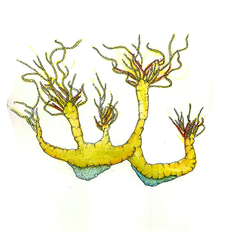 WATERCOLORS_1 — plate 40