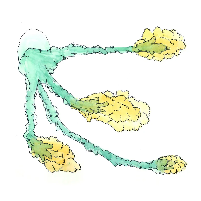 WATERCOLORS_1 — plate 43