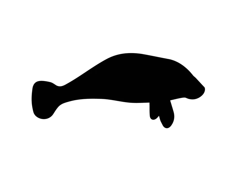 seacow — plate 05